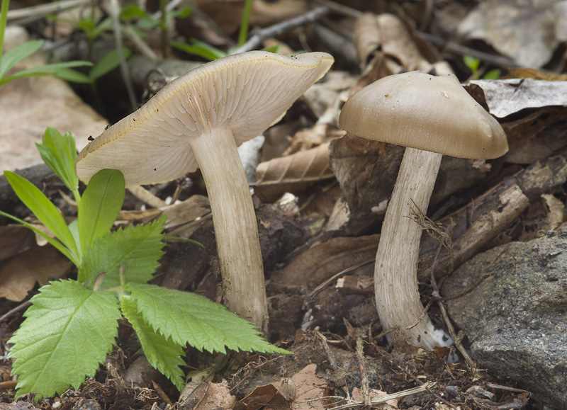 Entoloma aprile